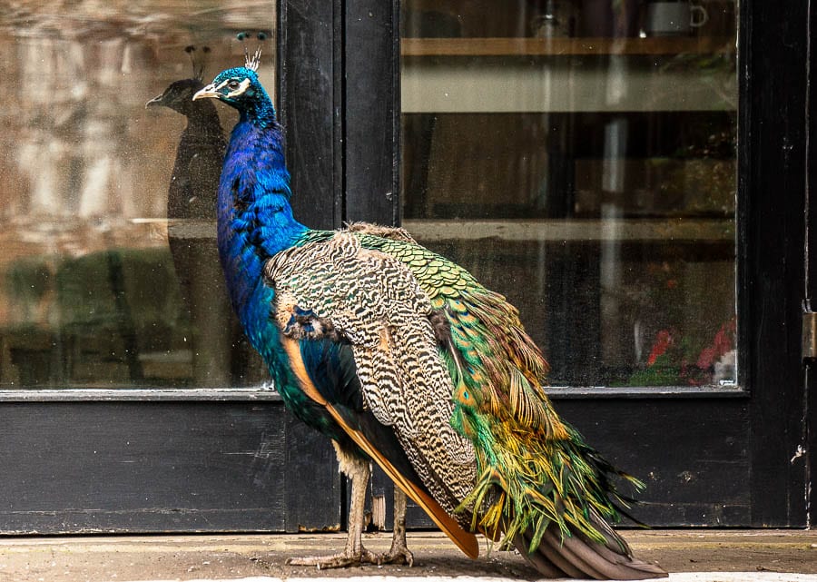 Peacock Groombridge Place