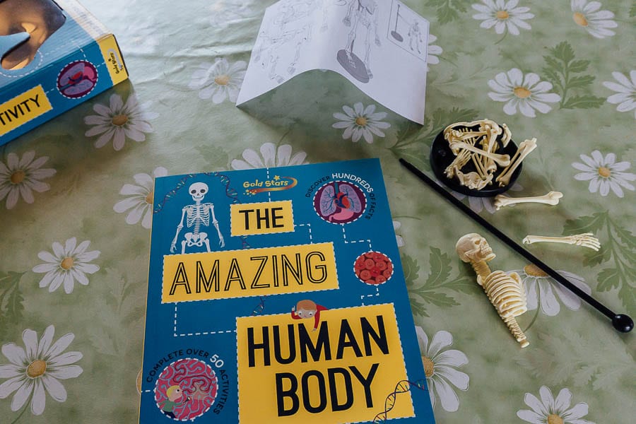 The Amazing Human Body book box and skeleton