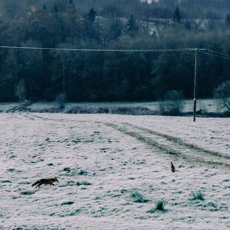 The Fox and the Pheasant