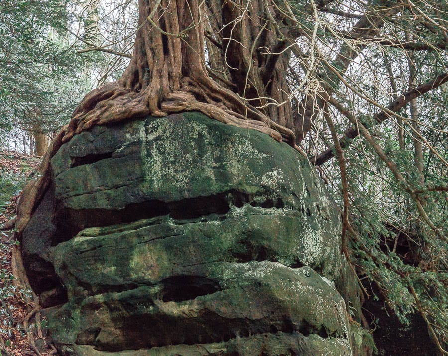 Wakehurst Rock Walk Yew and roots