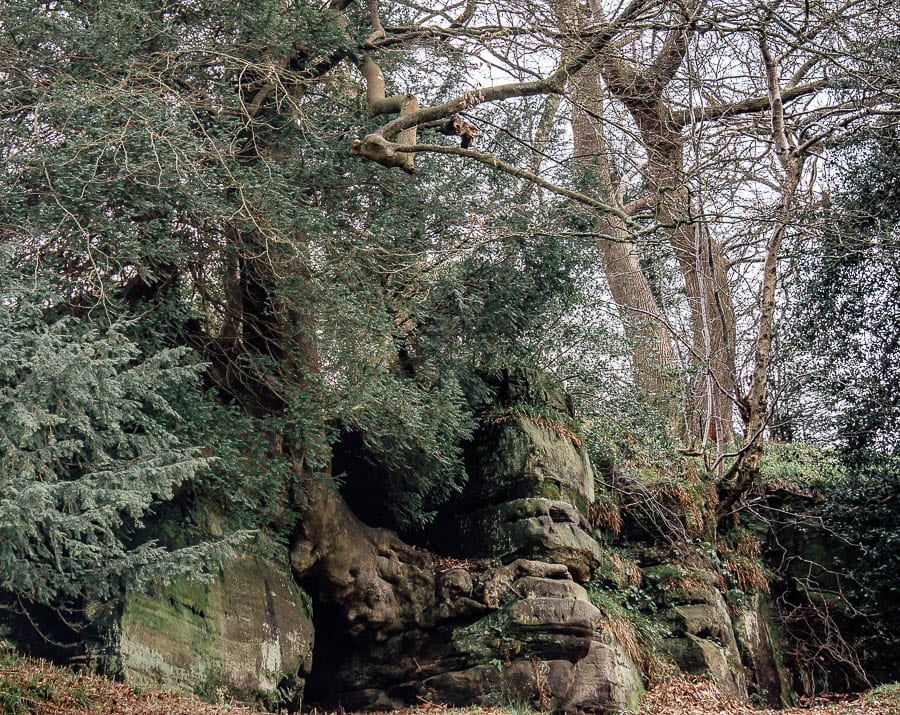 Wakehurst Rock Walk sandstone cliff and tree roots