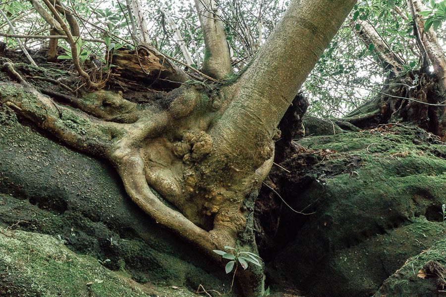 Wakehurst Rock Walk tree on sandrock