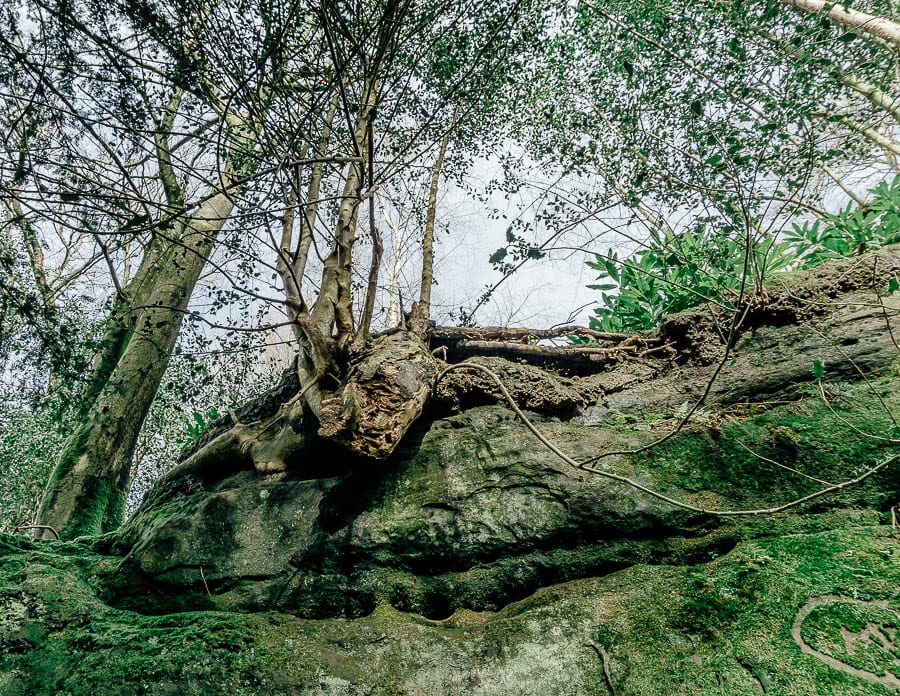 Wakehurst Rock Walk trees and sandstone