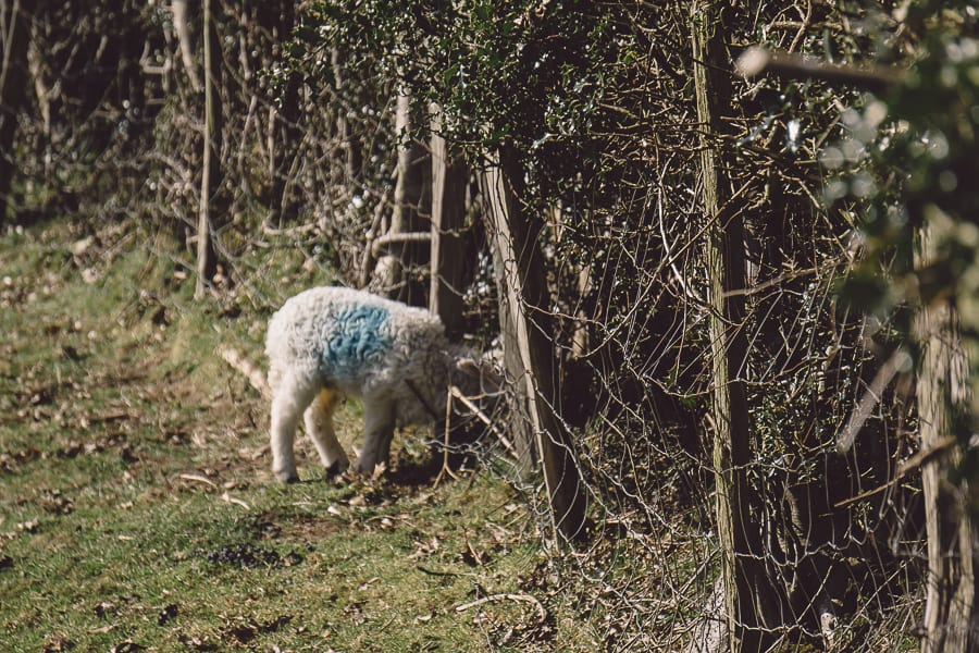Baby lamb by hedge