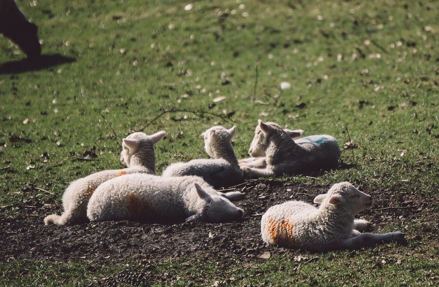 Baby lambs in field