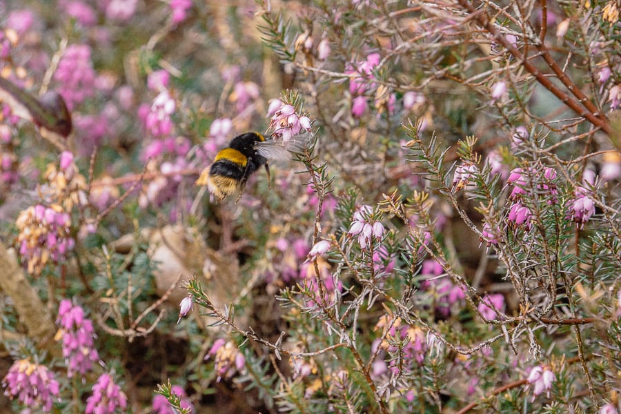 Bee and heather