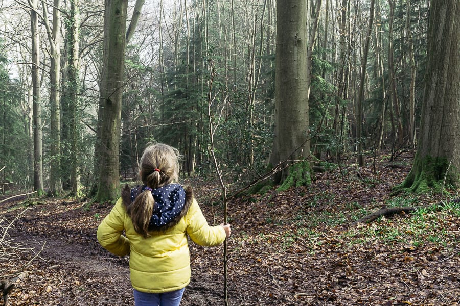 Big Bluebell Watch ancient woodlands