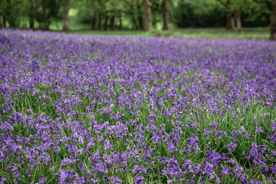 Big Bluebell Watch bluebell field