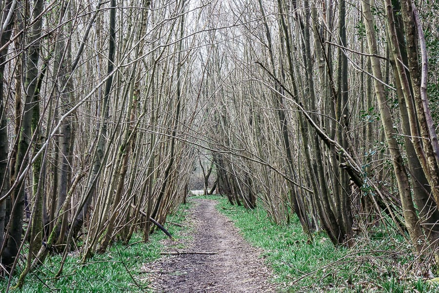 Big Bluebell Watch bluebell shoots on path