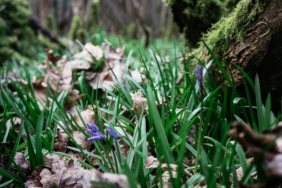 Big Bluebell Watch bluebells 2016