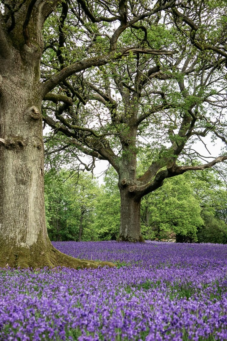 Big Bluebell Watch bluebells under oaks