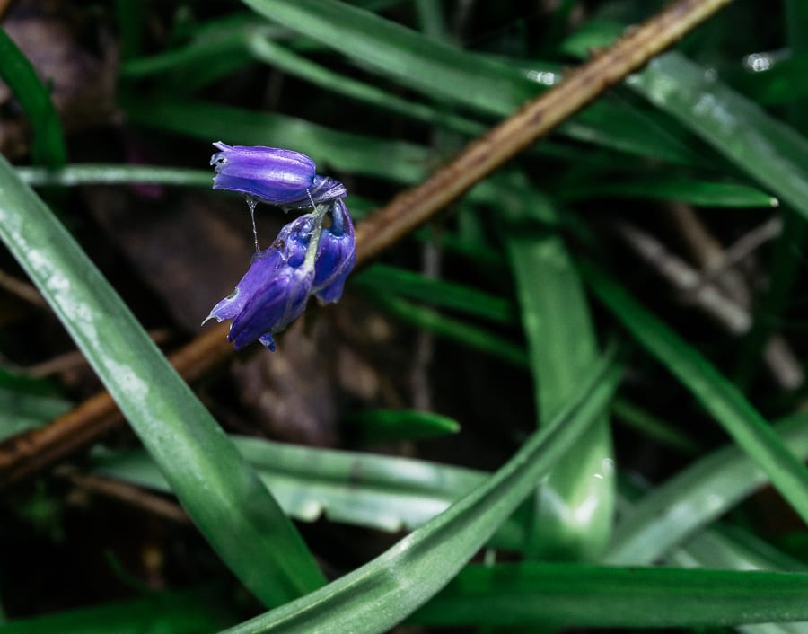 Big Bluebell Watch first bluebells