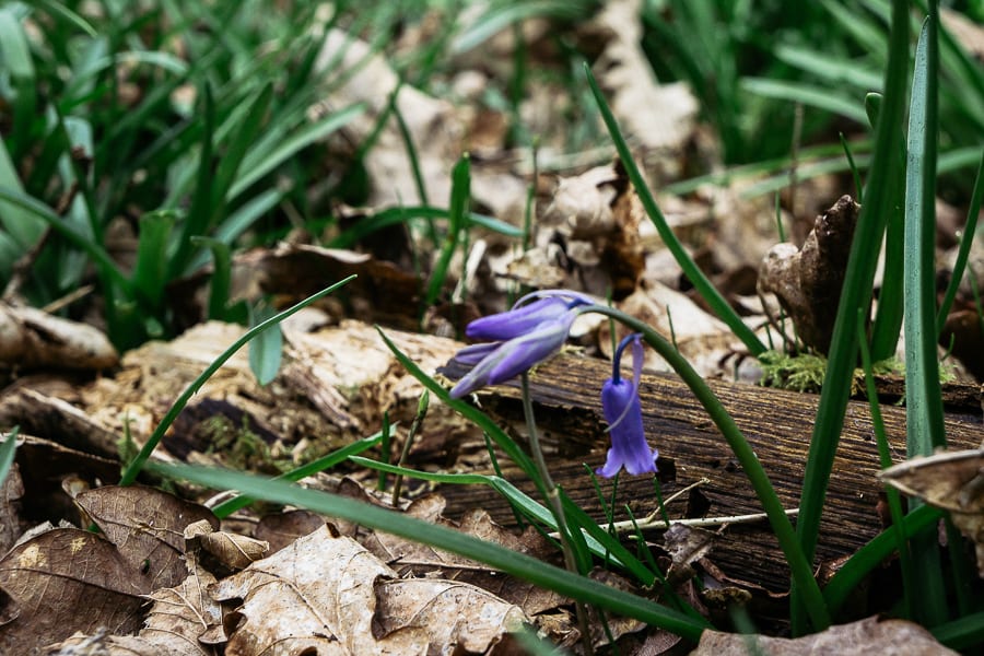 Big Bluebell Watch opening bluebell