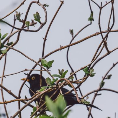 Blackbird and buds