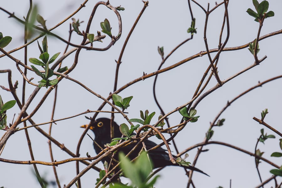 Blackbird and buds