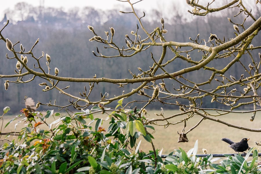 Blackbird and magnolia