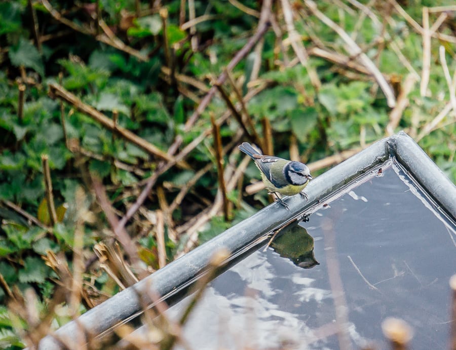 Blue tit reflection