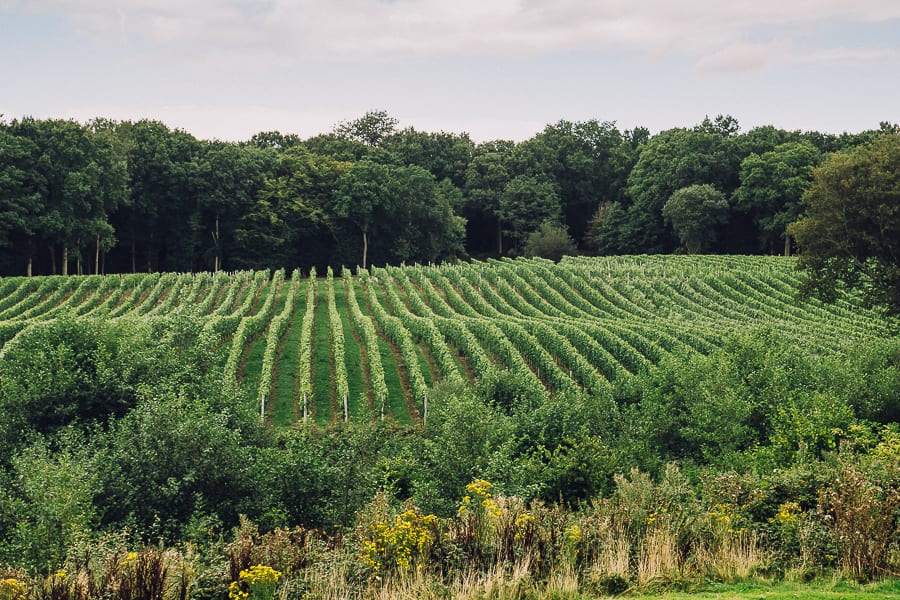 Bluebell vineyard East Sussex England