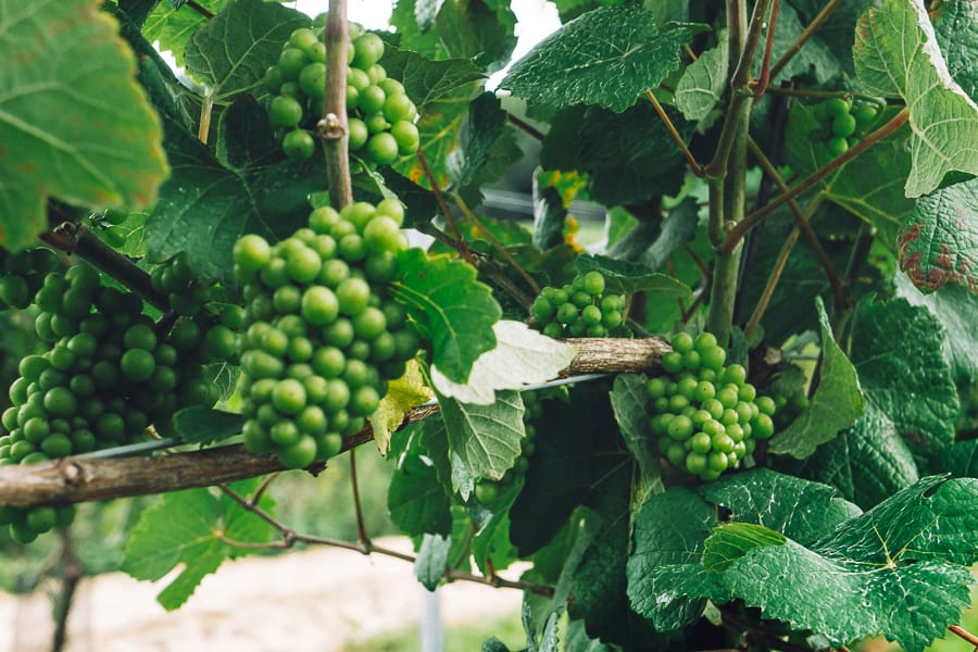 Bluebell vineyard grapes