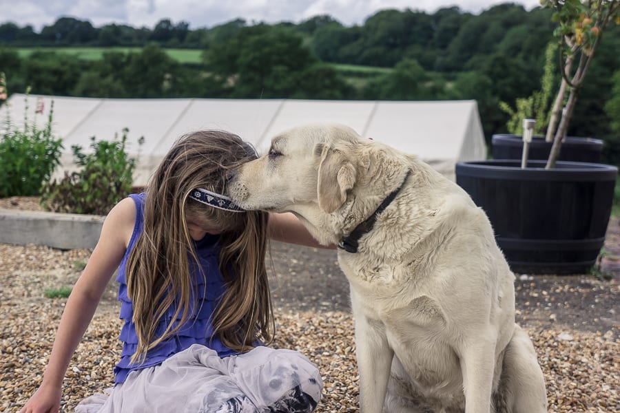 Bluebell vineyard labrador kissing child