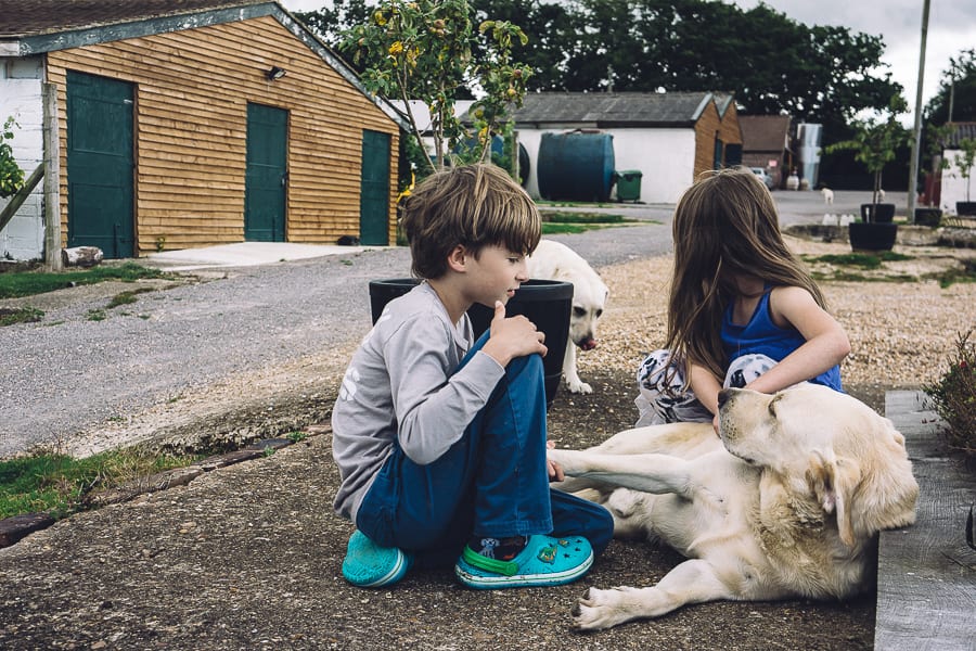 Bluebell vineyard labradors and kids