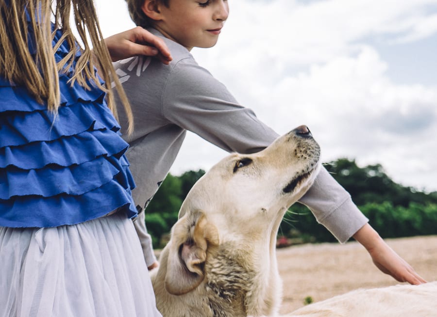 Bluebell vineyard petting labradors