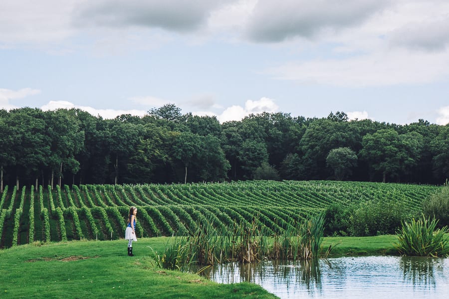 Bluebell vineyard pond and vines