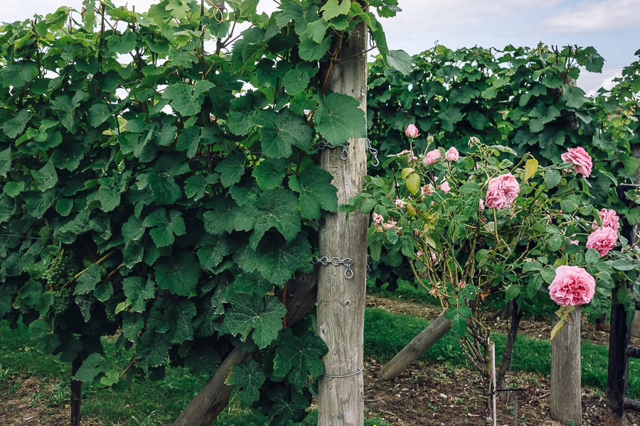 Bluebell vineyard roses and vines