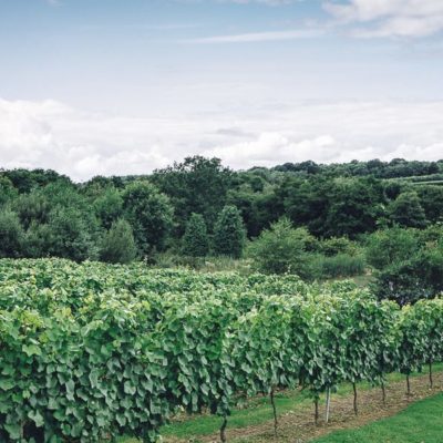 Bluebell vineyard sparkling wines Sussex