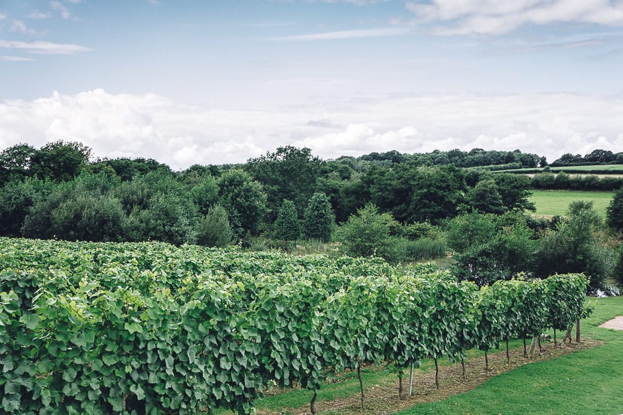 Bluebell vineyard sparkling wines Sussex