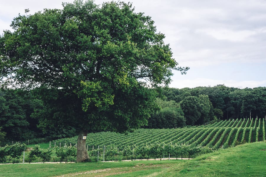 Bluebell vineyard tree and vines