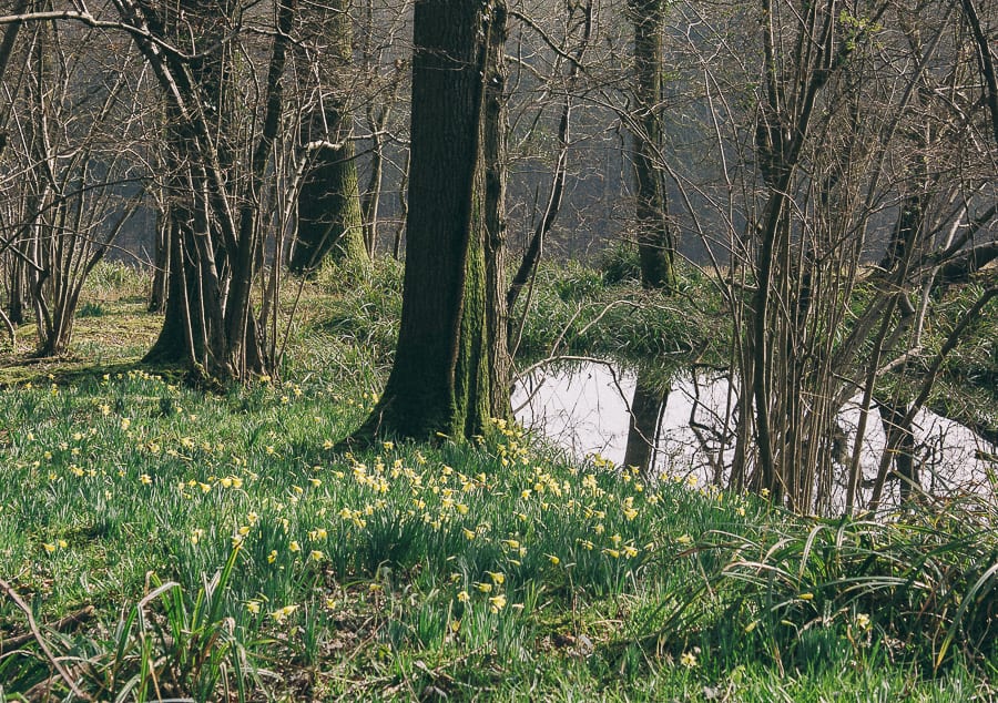 Daffodils by vernal pond