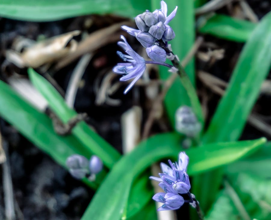 Early March little flowers