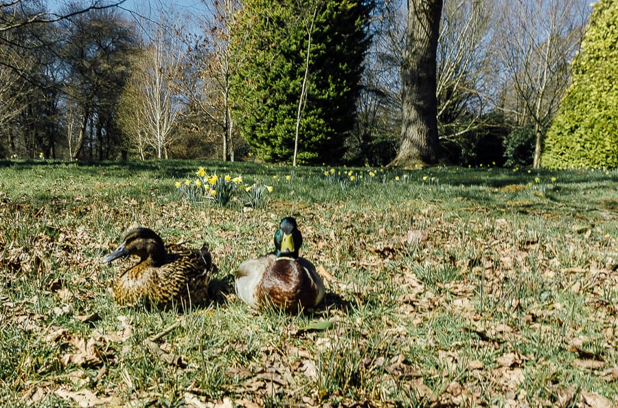 Easter Egg hunt ducks resting