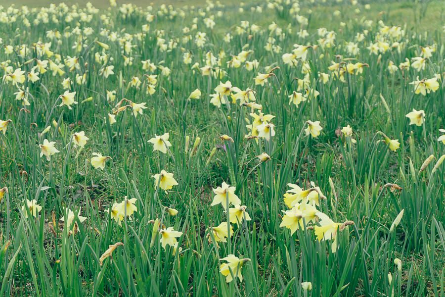 Field of Daffodils