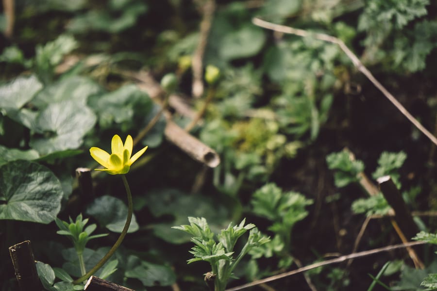 March Flower in garden