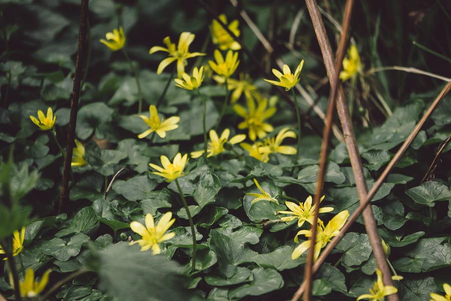 March Flowers in garden