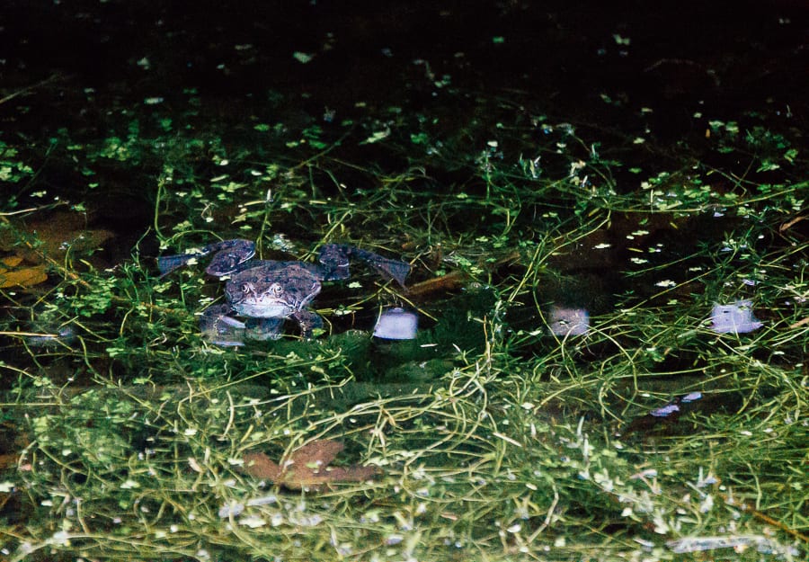 Frog in pond