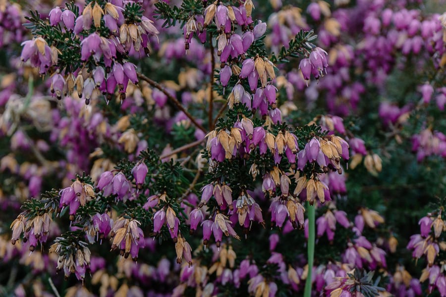 Heather in bloom