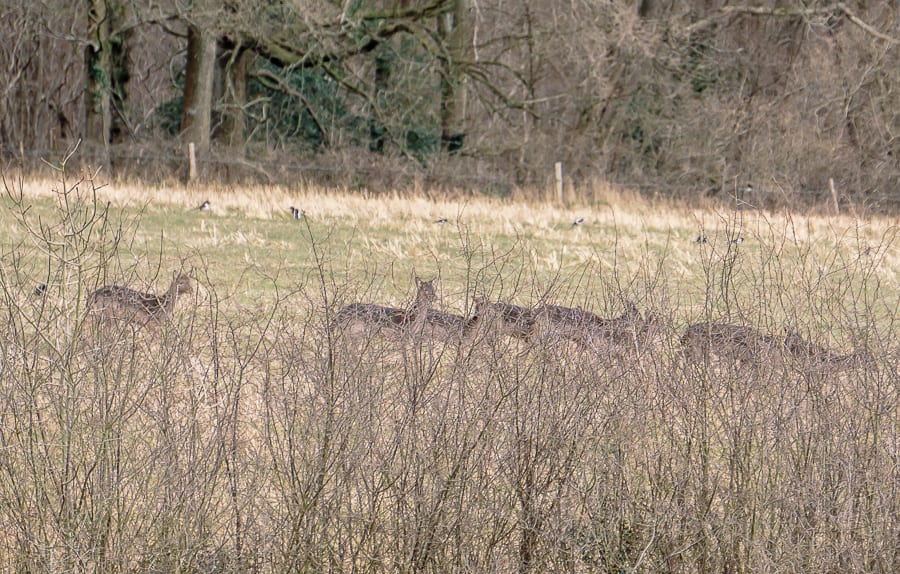 Herd of deer and magpie