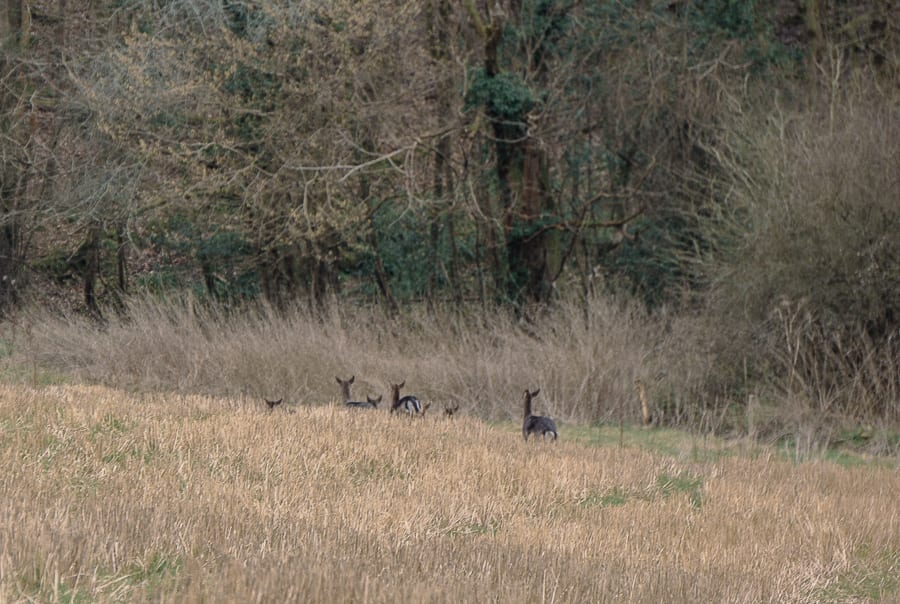 Herd of deer running across field