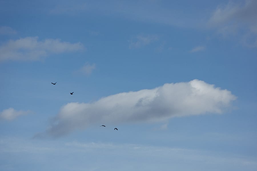 Jackdaws and clouds