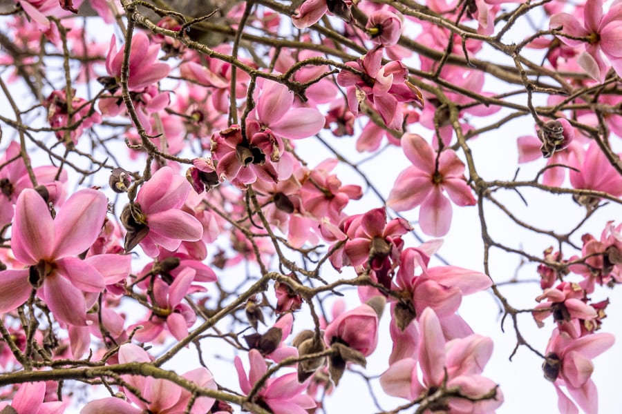 Magnolia tree in bloom