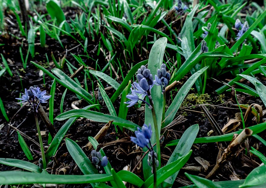 Early March small blue flowers