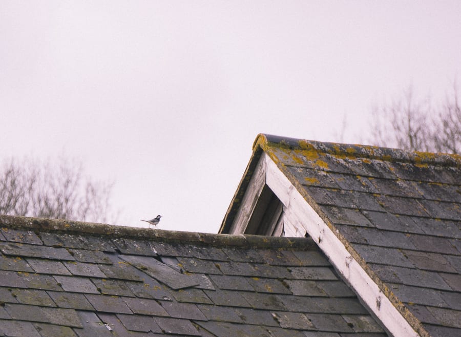Pied wagtail on roof