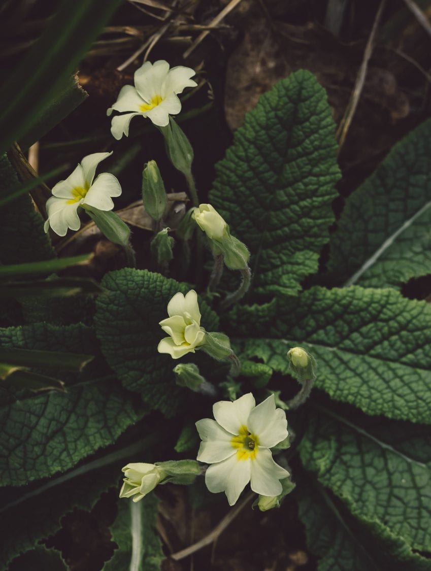 Primroses in woods