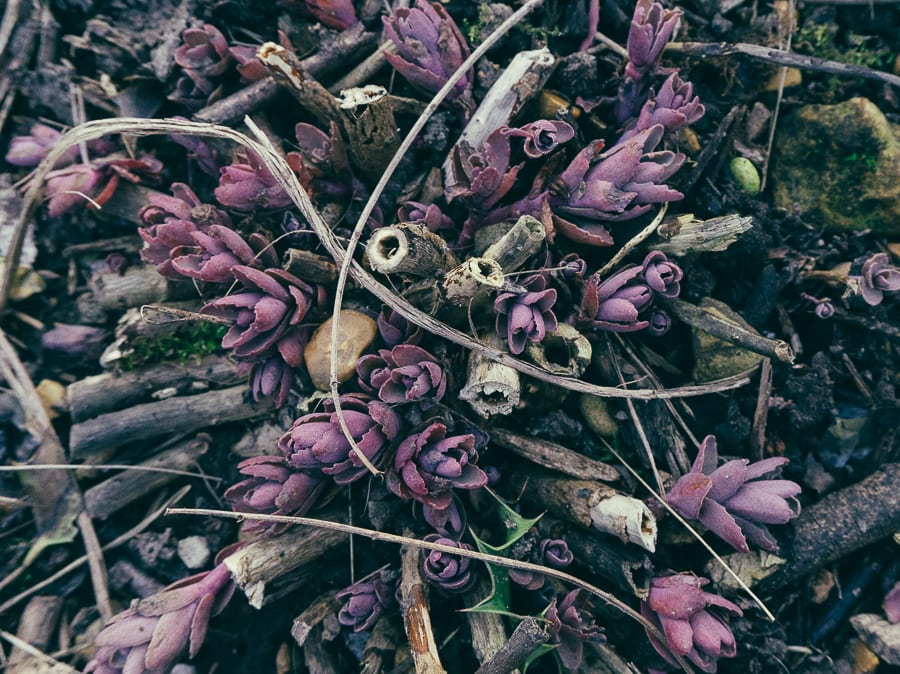 Sedum buds