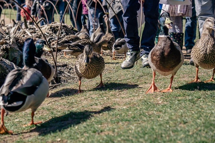 Sheffield Park Easter Egg Hunt ducks and kids