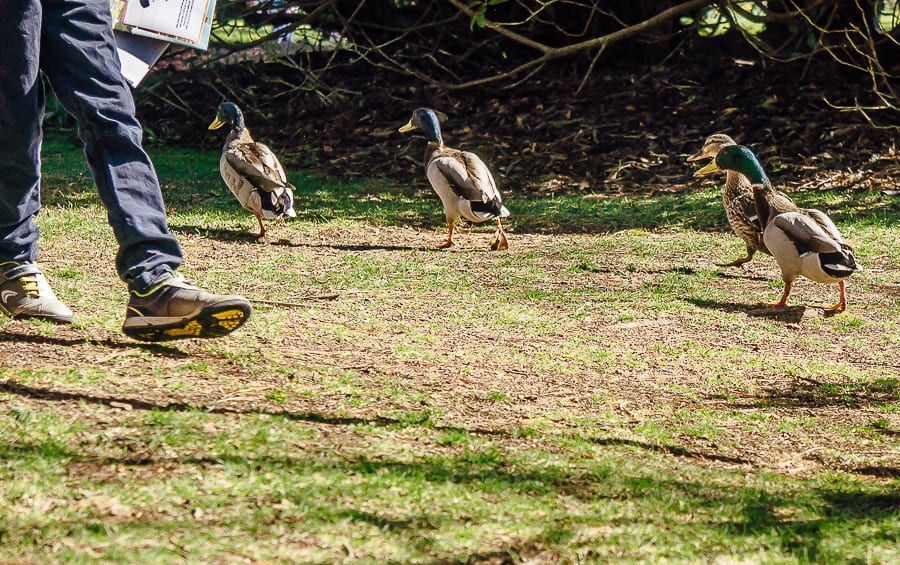 Sheffield Park Easter Egg Hunt ducks