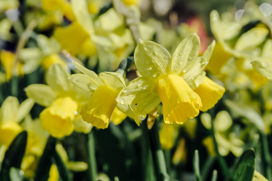 Sheffield Park yellow daffodils